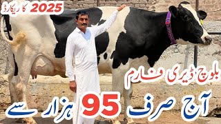 Baloch Dairy Farm | imported cows And Heifers | Top class breed ever