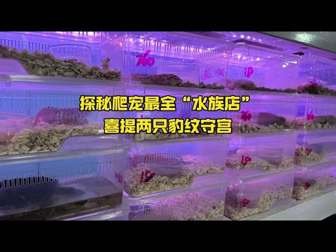 探秘爬宠最全的水族店，喜提两只豹纹守宫 #水族店#观赏鱼 #爬宠