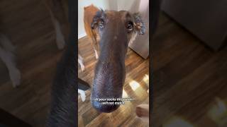 snoot of fate #snoot #choose #borzoi #dogs #fate