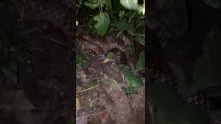 mohit yadav Hindi comedy TV