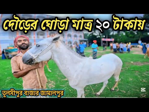 দৌড়ের ঘোড়া মাত্র ২০ হাজার টাকায় শুধু তুলশিপুর বাজার ঘোড়ার হাটে #ঘোডারহাট #horse #ঘোড়া