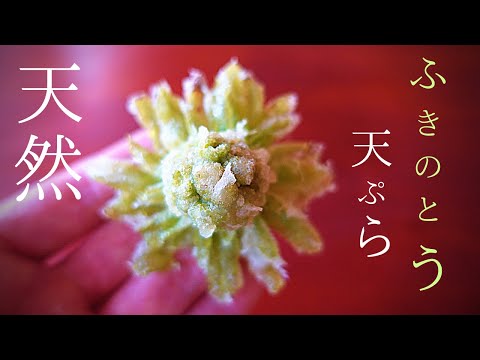 【山菜 天ぷら】花のような『ふきのとう 天ぷら』粉の作り方で変わる。中からも温度を通す、丁寧な【ふきのとう レシピ】