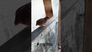 # so cute 🥰 # Lovin song and cutie titu # Like share subscribe comments