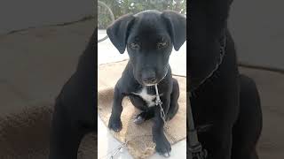 Lulu 🥰 Labrador 🐕 baby so cut 🥰 baby Labrador cross ❌ bread #viral #Shorts #dog #doglovers