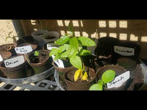 Gardening hacks from seed to bloom to harvest update