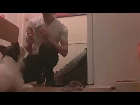 My Irish Praying Dog | Christmas Spirit