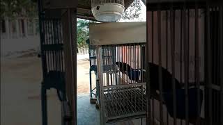 Tuwu betina Kulik Gacor (Asian Koel female) buat pancing Tuwu jantan agar bunyi