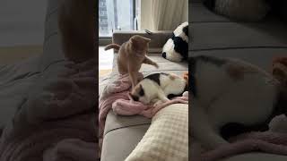 Cats Attack