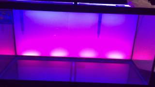 Backlit 90 Gallon Discus Community Tank