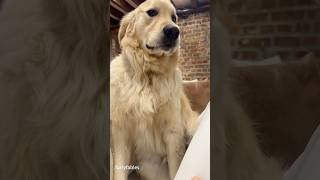 Funny golden retriever! #Funny Dog #shorts #dog  #petvideos#amazingpets #funny#funnypets#animals