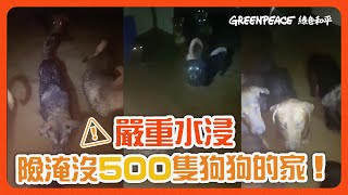 #世紀暴雨 水淹至心口仍為浪浪留守｜香港流浪狗之家500隻浪浪險被水淹｜氣候危機如何危及浪浪生命？#綠色和平