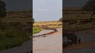 Millions of wildebeests and Zebras of Serengeti will cross the river and enters into Masai Mara.