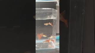 Top breeding male guppy look nice #passion #aquarium #fishhobby #guppyhobby