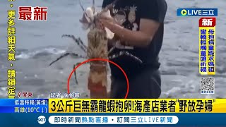 海產店"野放孕婦"! 3公斤巨無霸龍蝦成鎮店之寶 驚現尾端抱卵業者放生  望"龍蝦寶寶"順利孵育回復海洋生機│記者 朱怡蓉│【LIVE大現場】20230215│三立新聞台