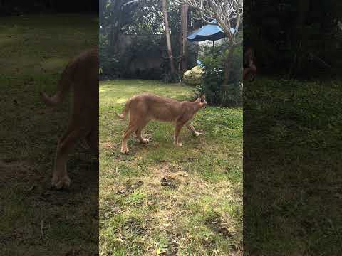 Tito the  little PUMA  in the garden.  #animal #puma #caracalcat #cat #wild #pet #kitten  #tiger