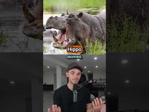 How Many Humans Does It Take To Defeat These Animals?