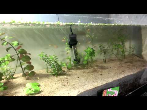 Bumblebee cichlid fry eating.