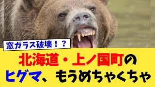 北海道・上ノ国町のヒグマ、もうめちゃくちゃ【2chまとめ】【2chスレ】【5chスレ】