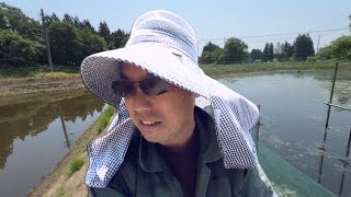 [Ouch] Something strange happens to my eyes after being taken out of the pond and fed #koi #koifi...