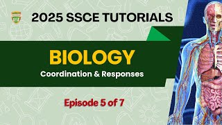 BIOLOGY: Coordination and Responses | SSCE 2025 |Episode 5 of 7