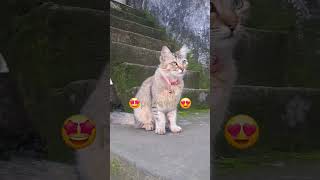#soulfulmusic#ranjanave#bollywoodmusic##cutecat #catvideos #