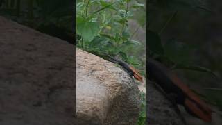 The jumping Agama. #shorts #shortsvideo #shortsyoutube #wildlife #reptile #rock #agama