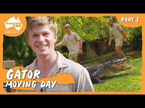 Robert Relocates Alligators | Australia Zoo Life