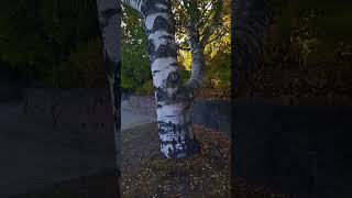 #clip1 #shorts #bigtree #birchtree #autumn #finland Look guys the barks of this tree very pretty.