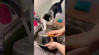 Good helper😹😹 #cat #funnycat #funnyvideo #funny #foryou #shorts #catlover