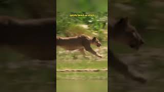 The Courage of the African Antelopes  #LionHunt #AntelopeEscape #WildlifeAdventure #NatureSurvival