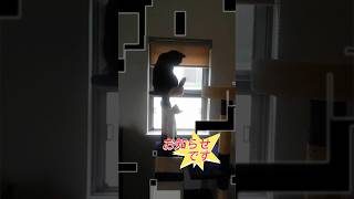 にゃーにゃー猫喫茶よりお知らせです#shorts#猫のいる暮らし#お知らせ#キャットシティ