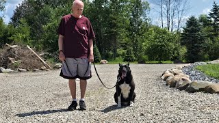 Training fearful agressive  dog around guest