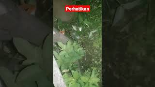 perhatikan yang bergerak itu apa!#ularsawa#shortvideo#thanksforwatching