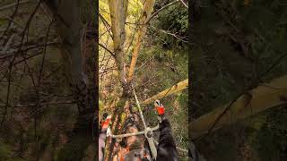 Forest lighting Sweden #brushcutter  #forestwork #forestrylife #brushclearing #forestthinning #Stihl