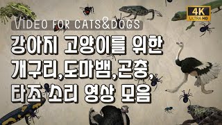 cat videos for cats to watch/고양이가 좋아하는 소리 영상/고양이 놀이 영상/강아지 놀이 영상/#funny #catgames #cats #funnycats
