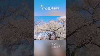 美珠拍攝影片2025.4.06上野恩賜公園、新宿苑櫻花🌸