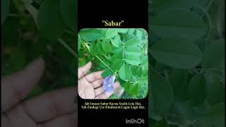 #SukoonKeRang #NatureKiKahani #CalmVibes #AestheticNature #HealingWithNature