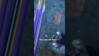 Spearfishing in Norway 🇳🇴#spearfishing #crabbing