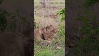 #3. Through Animal Eyes: Discover Wildlife’s Hidden Wonders |@4KWorldofAnimals7