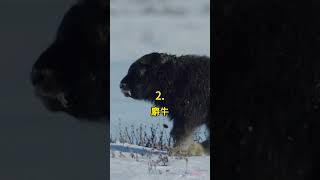 五種 北極的動物 🤯 #科普 #知識 #動物 #tiktokanimals