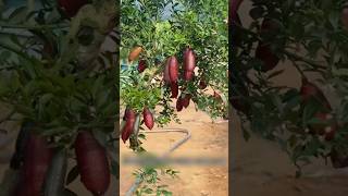 Finger line fruit is a unique fruit#growtree #farming #chineseculture #plants