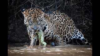 Pantanal North and South - Discover COMPLETE PANTANAL a trip that visits both sides of the Pantanal