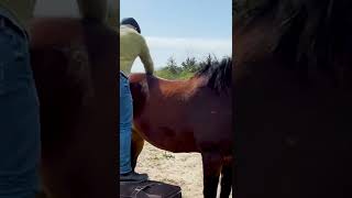 *INSTANT REACTION* WATCH THIS HORSE PROCESS HIS ADJUSTMENT 🐴 Animal Chiropractor