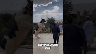 ALHUMDULILLAH ❤️QAZI HOUSE QURBANI 2025.#shorts #qurbani #2025 #viral #pakistan