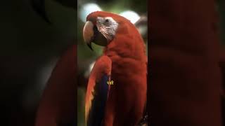 🌍#amazonrainforest #amazon #amazonia #amazonas #nature #rainforest #wildlife #peru #brazil