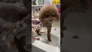 小狗狗解压助眠洗澡#cute #dogs
