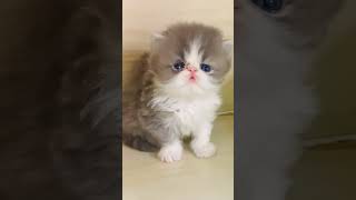Cute cats 🤩😻 #cat #kittenmusic #cuteanimal #kitten #cutepet #catlover #musiccat #viralvideo #shorts