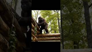 Part 4| Bigfoot attempts to build a log cabin using only stone tools