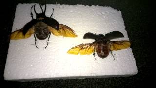 Chalcosoma atlas - Atlas beetle have died.