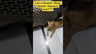 “Not lazy, just energy-saving mode.” 🔋#cat#cute#energy#charge#funny#flexible#pet#ytshots